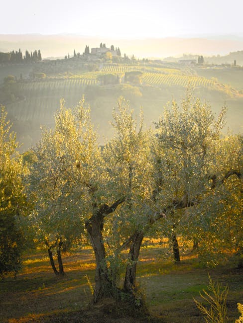 olive grove salento sunrise
