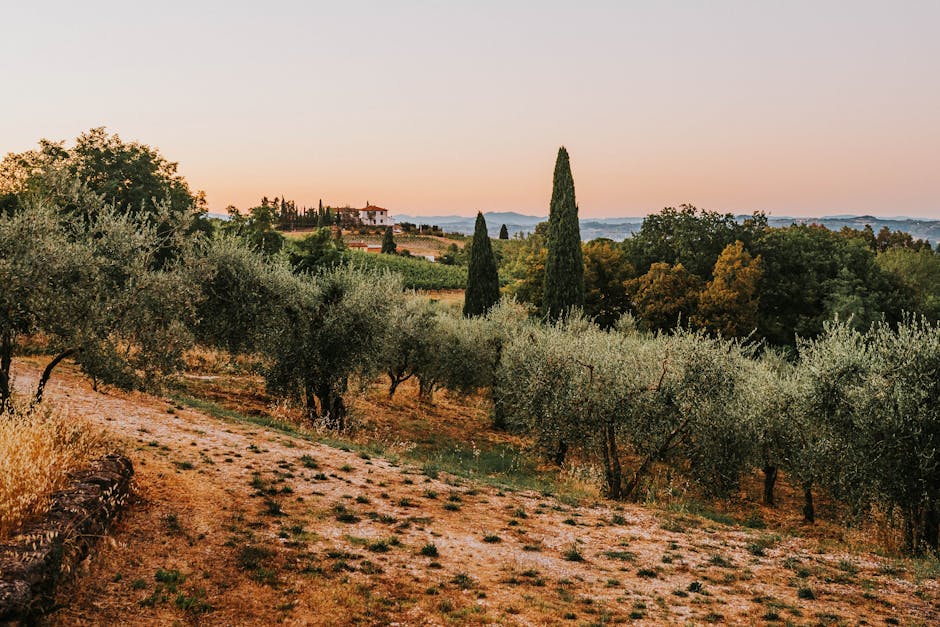 Sunset over rolling Salento olive grove with cypress trees near Lecce