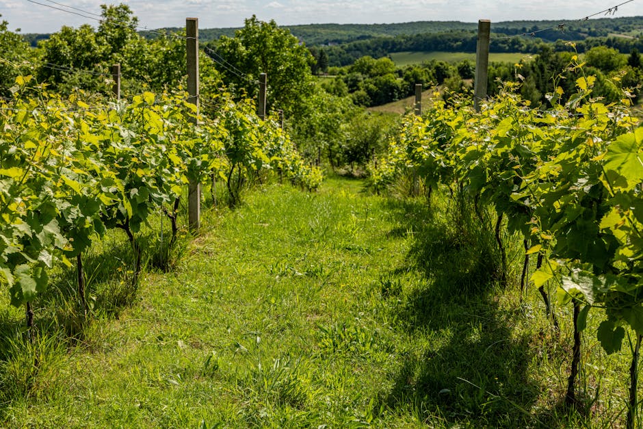 Primitivo vineyard midday sun Tenute Rubino