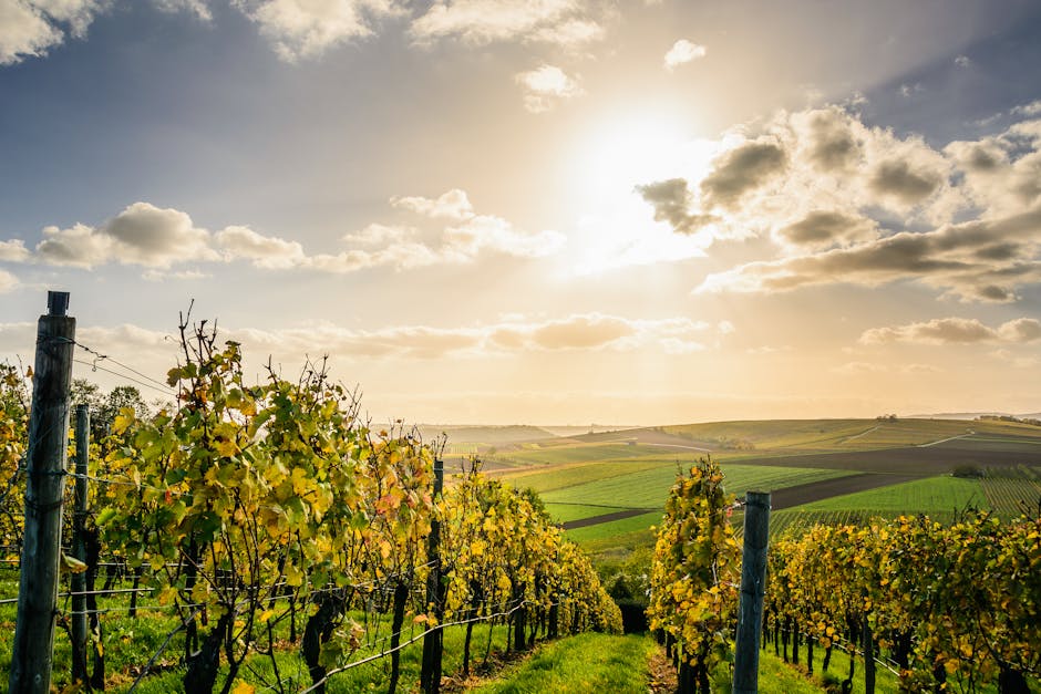 Salento vineyard sunset vines