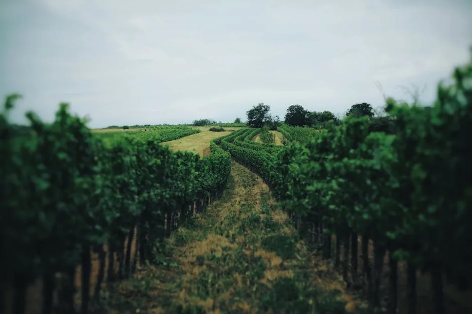 Curving vineyard rows stretching across the Salento countryside near Lecce.