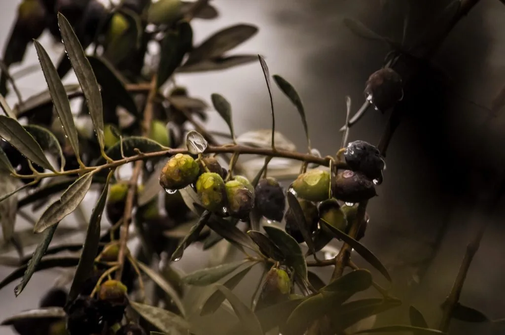 Close-up of olives on a wet branch with raindrops in Lecce