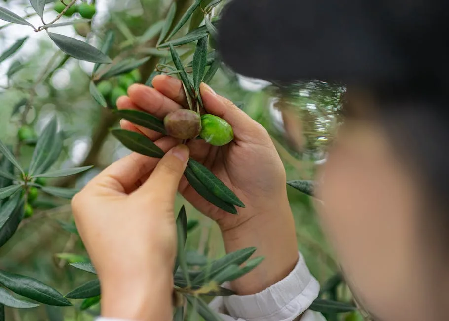 Hands picking green and purple olives from a branch in Lecce orchard